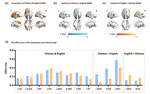 Universality and language specificity of brain reading networks A developmental perspective.